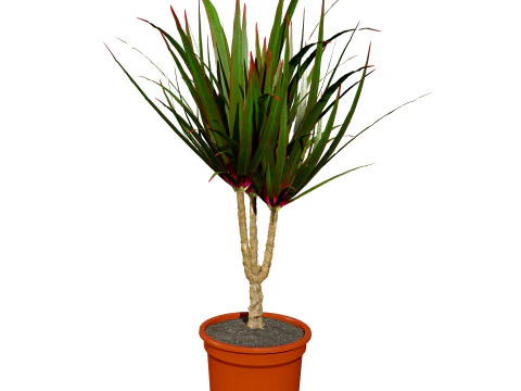 Indoor Dragon palm trees collection 3D Model