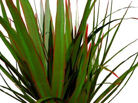 Indoor Dragon palm trees collection 3D Model