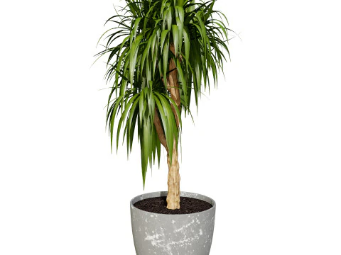 Indoor Dragon palm trees collection 3D Model