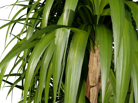 Indoor Dragon palm trees collection 3D Model
