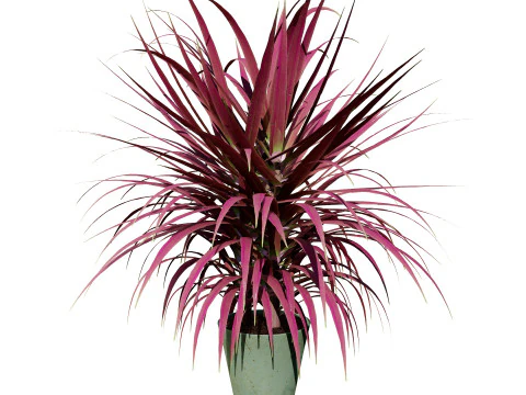 Indoor Dragon palm trees collection 3D Model