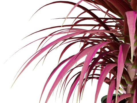 Indoor Dragon palm trees collection 3D Model