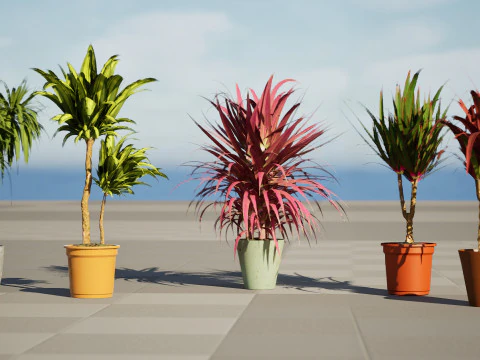 Indoor Dragon palm trees collection 3D Model