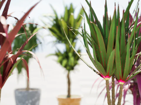 Indoor Dragon palm trees collection 3D Model