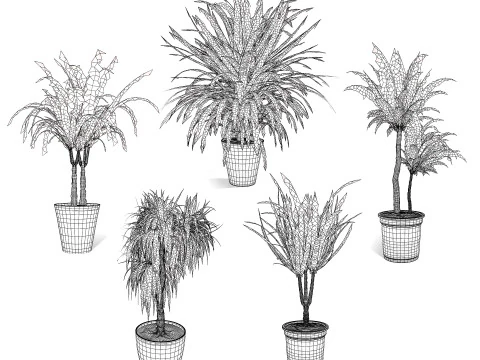 Indoor Dragon palm trees collection 3D Model