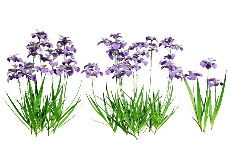 Iris pallida flowering plants 3D Model .c4d .max .obj .3ds .fbx .stl .blend