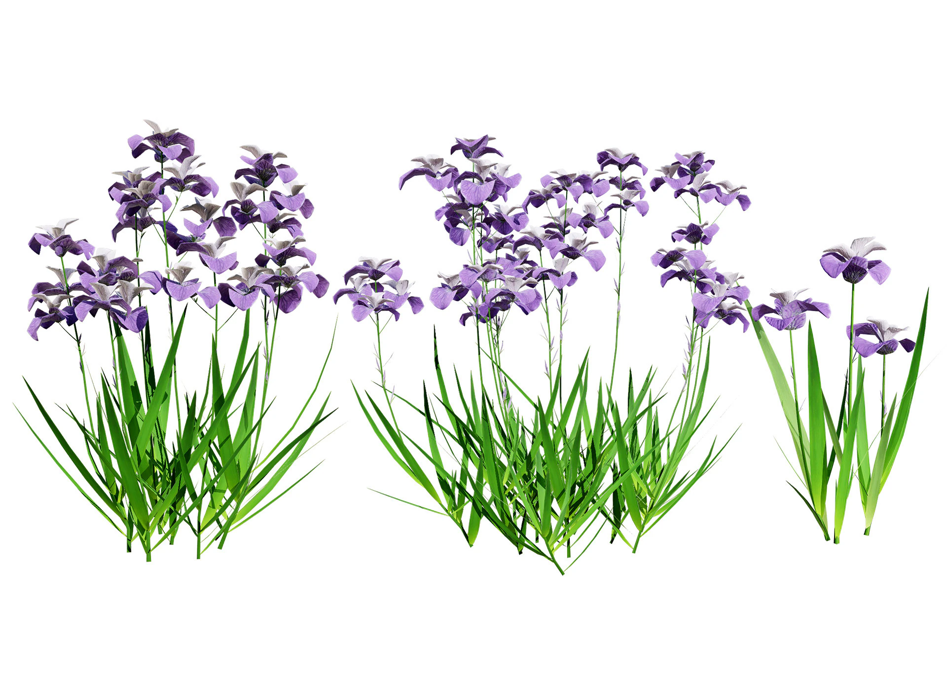 Iris pallida flowering plants 3D Model .c4d .max .obj .3ds .fbx .stl .blend