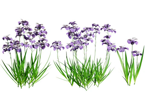 Iris pallida bloeiende planten 3D Model