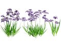 Iris pallida flowering plants 3D 모델