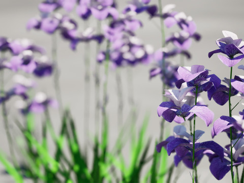 Iris pallida flowering plants 3D Model