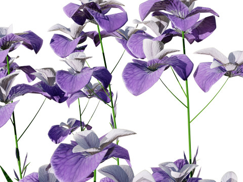 Iris pallida flowering plants 3D Model