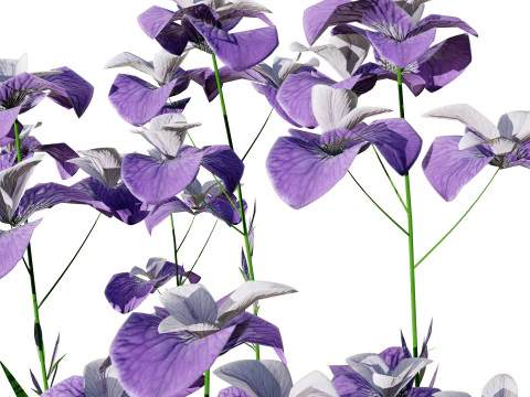 Iris pallida flowering plants 3D Model