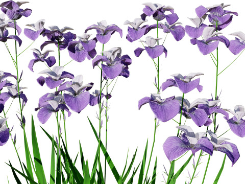 Iris pallida flowering plants 3D Model