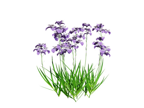 Iris pallida flowering plants 3D Model