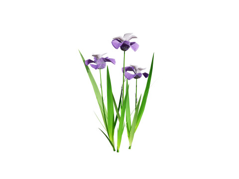 Iris pallida flowering plants 3D Model