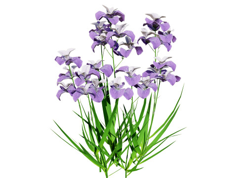 Iris pallida flowering plants 3D Model