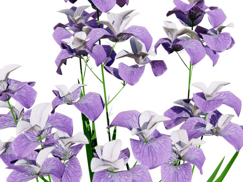 Iris pallida flowering plants 3D Model