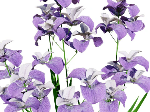 Iris pallida flowering plants 3D Model