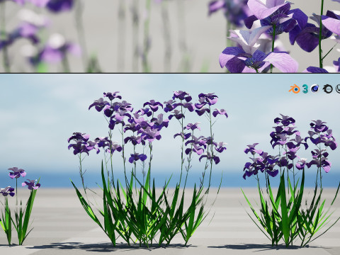 Iris pallida flowering plants 3D Model