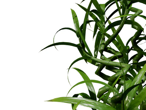 Cole&ccedil;&atilde;o de palmeiras internas Modelo 3D