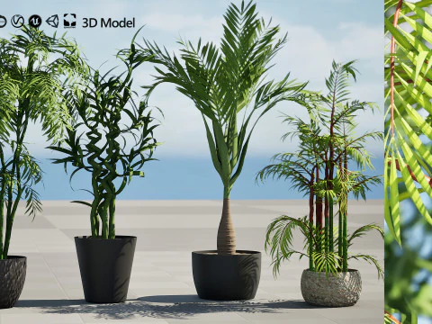 Cole&ccedil;&atilde;o de palmeiras internas Modelo 3D