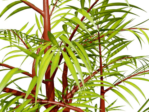 Cole&ccedil;&atilde;o de palmeiras internas Modelo 3D