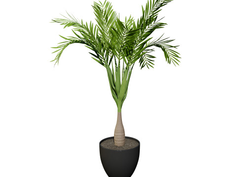 Indoor Palm Collection 3D Модель
