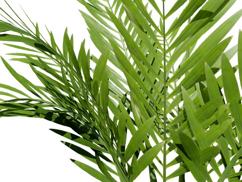 Indoor Palm Collection 3D Модель