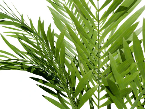 Cole&ccedil;&atilde;o de palmeiras internas Modelo 3D