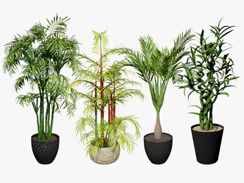 Cole&ccedil;&atilde;o de palmeiras internas Modelo 3D