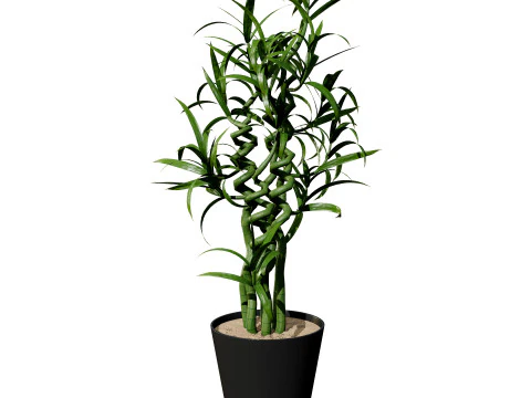 Cole&ccedil;&atilde;o de palmeiras internas Modelo 3D