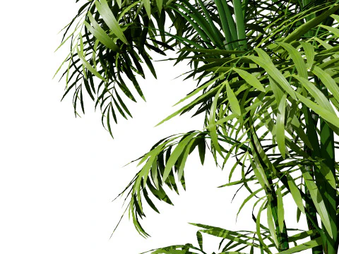 Cole&ccedil;&atilde;o de palmeiras internas Modelo 3D