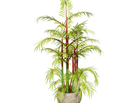 Indoor Palm Collection 3D Модель