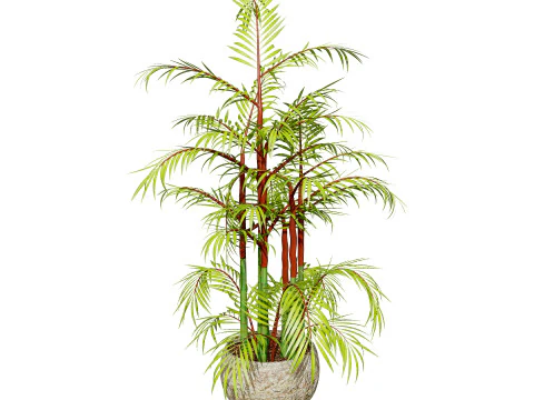 Cole&ccedil;&atilde;o de palmeiras internas Modelo 3D