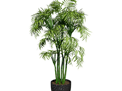 Cole&ccedil;&atilde;o de palmeiras internas Modelo 3D