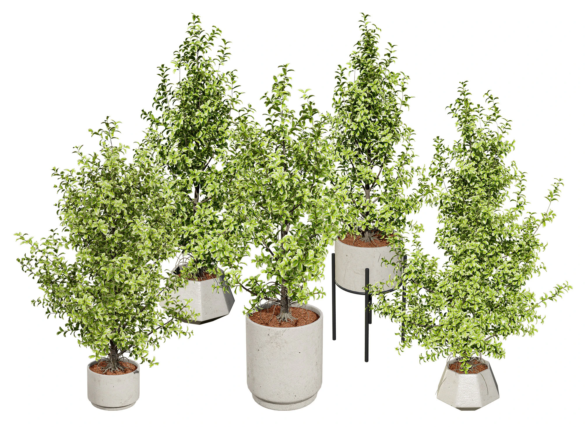 Ficus Triangle Variegata 3D Model .c4d .max .obj .3ds .fbx .stl .blend 
