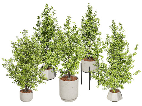 Ficus Triangle Variegata Modello 3D