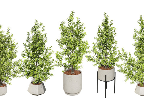 Ficus Triangle Variegata 3D Model