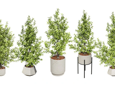 Ficus Triangle Variegata 3D Model