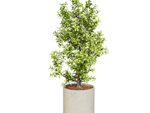 Ficus Triangle Variegata 3D Model