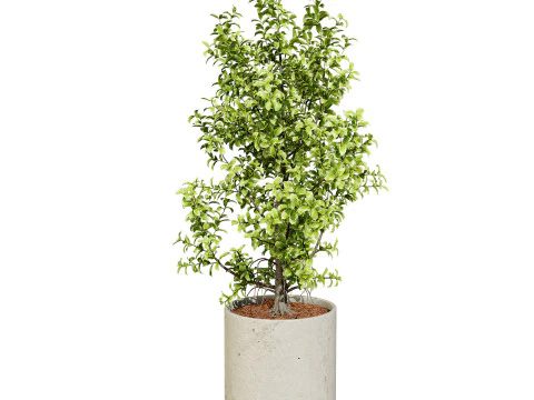 Ficus Triangle Variegata 3D Model