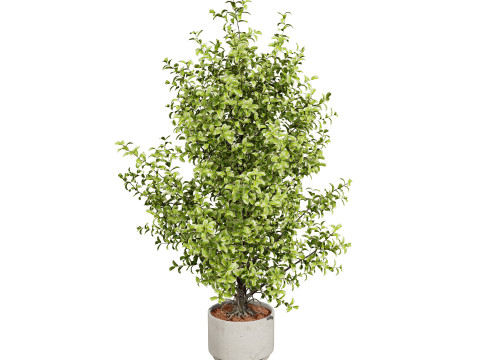 Ficus Triangle Variegata 3D Model