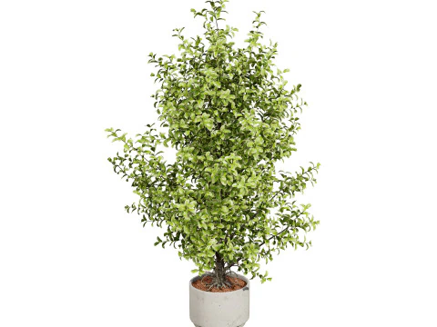 Ficus Triangle Variegata 3D Model