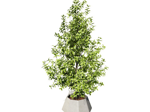 Ficus Triangle Variegata 3D Model
