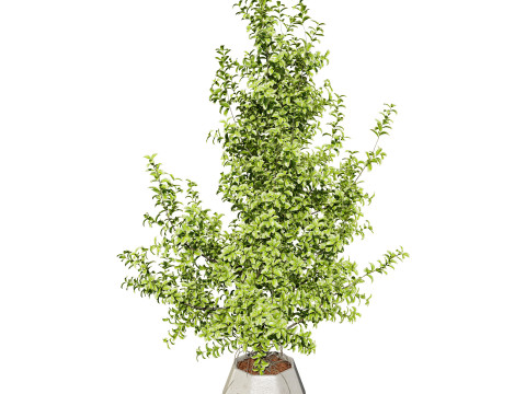 Ficus Triangle Variegata 3D Model