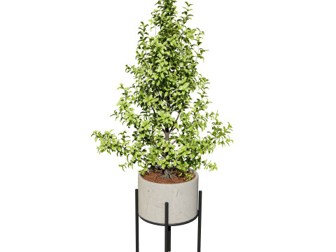 Ficus Triangle Variegata 3D Model
