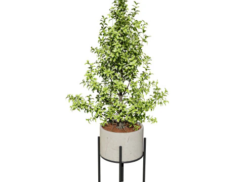 Ficus Triangle Variegata 3D Model