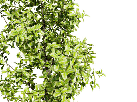 Ficus Triangle Variegata 3D Model