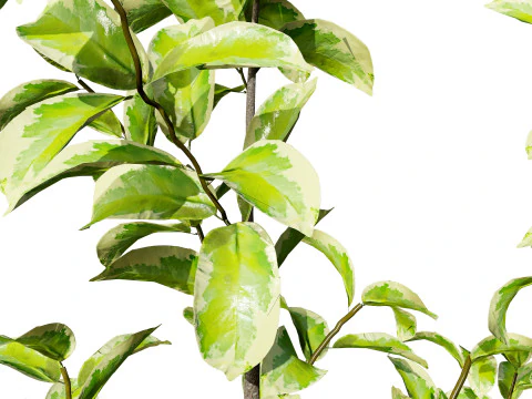 Ficus Triangle Variegata 3D Model