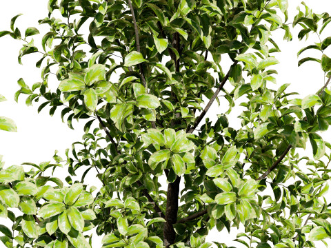 Ficus Triangle Variegata 3D Model